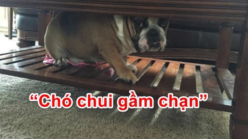 Chân Vương từ đâu đến?