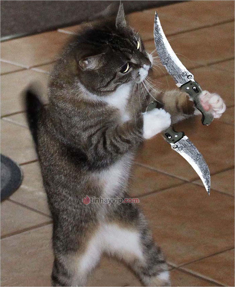 Ảnh chế mèo cầm dao