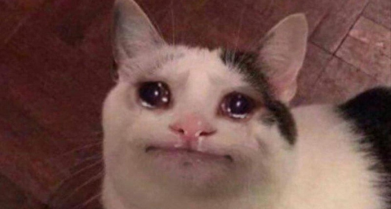 ảnh chế mèo - crying cat meme - mèo khóc lóc