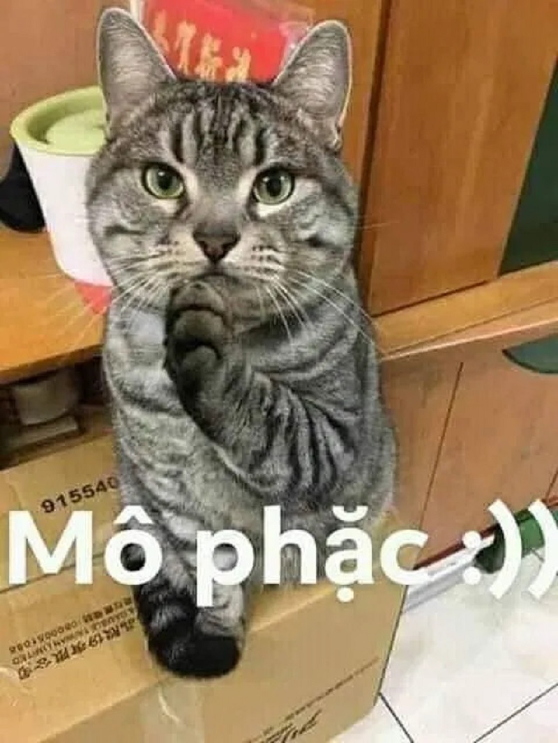 Loạt Meme Mèo Ảnh Mèo Chế Siêu Bựa Khiến Cđm Cười Bò