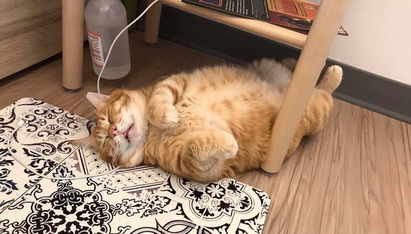 ảnh chế mèo - sleep cat meme