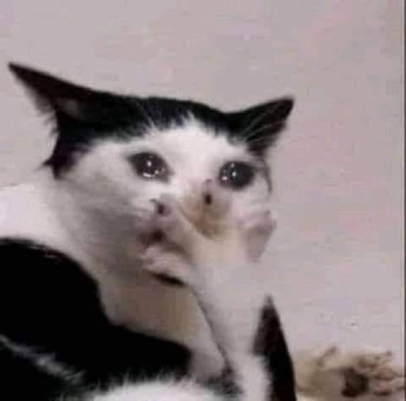 ảnh chế mèo - cry cat meme