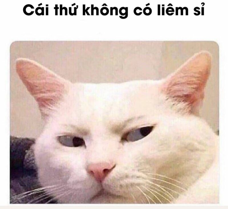 meme mèo đanh đá