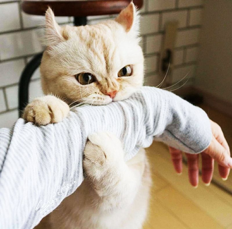 Cute cat cuddling moment