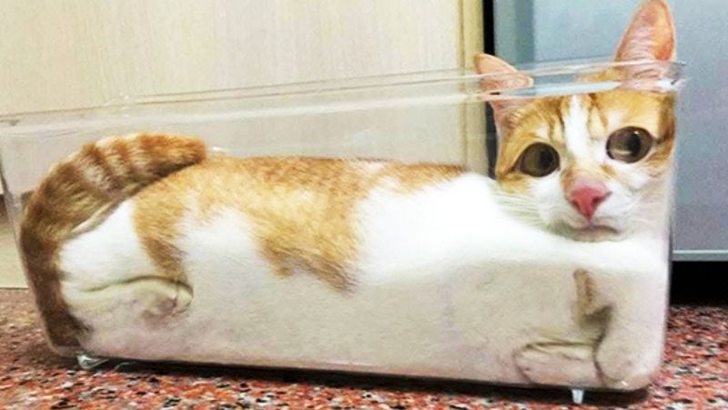 Mèo được các sen gọi vui là "chất lỏng" vì có thể biến hình thành mọi hình dạng