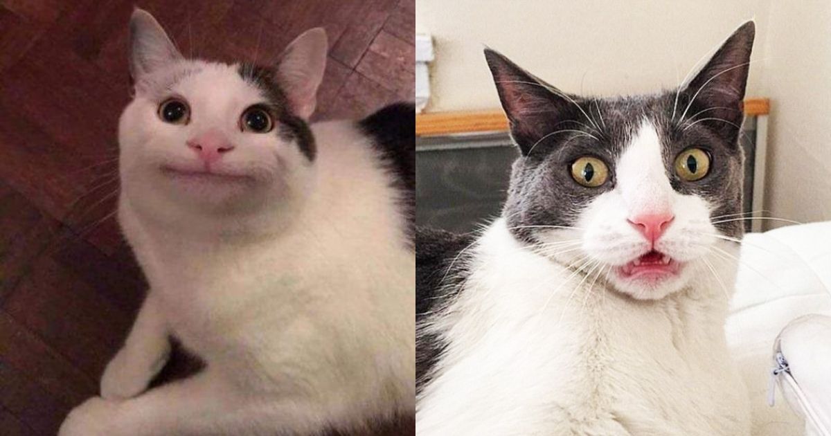 Loạt meme mèo, ảnh mèo chế siêu bựa siêu lầy khiến cộng đồng mạng ồ ạt dùng làm meme