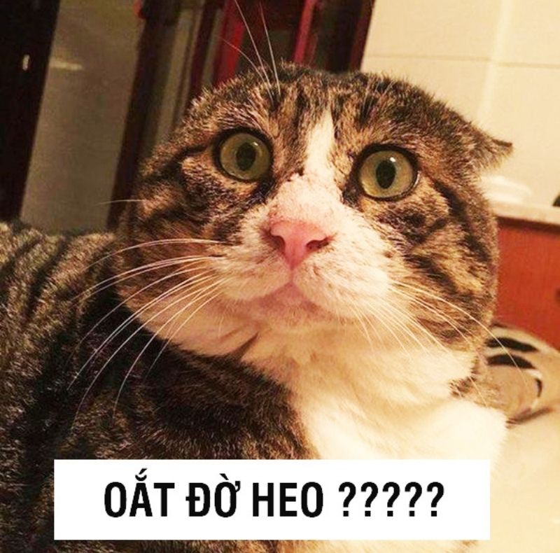 Loạt meme mèo ảnh mèo chế siêu bựa khiến CĐM cười bò