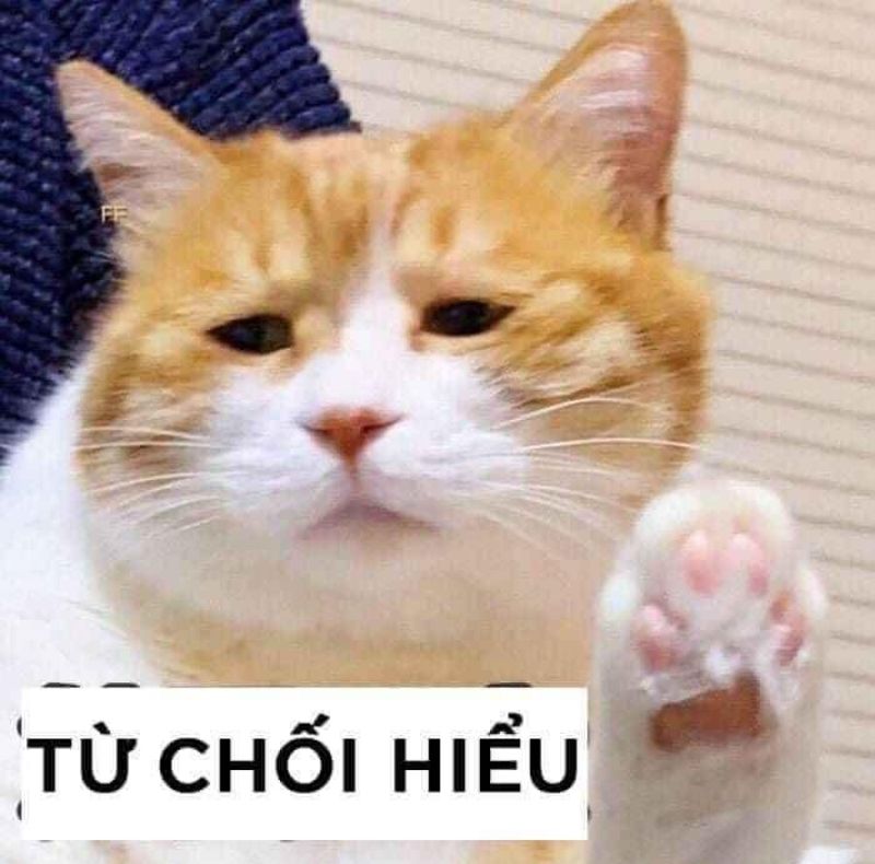 meme mèo từ chối hiểu