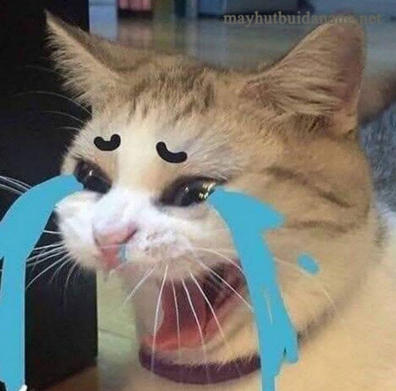 Meme cat crying like rain