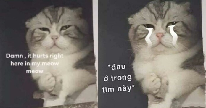 tam-biet-chu-meo-meme-dau-o-day-nay-0 Tạm biệt chú mèo meme đau ở đây này gây sốt cộng đồng mạng