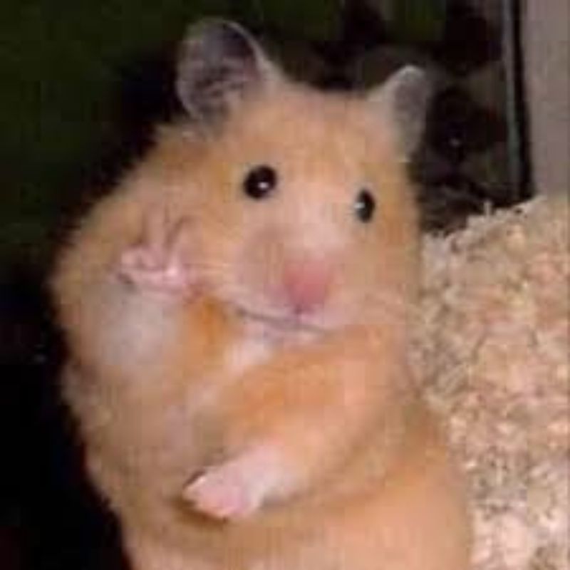 meme cute hình con chuột say "hi"