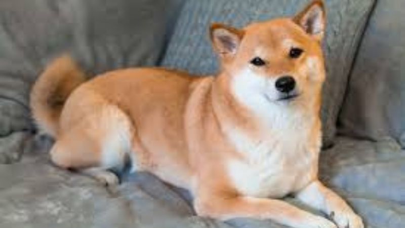 shiba là giống chó đến từ Nhật Bản