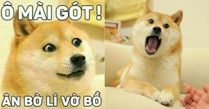 shiba-meme-la-gi-gioi-tre-ban-loan-moi-khi-nhac-den-10 Shiba meme là gì mà giới trẻ bấn loạn mỗi khi nhắc đến?