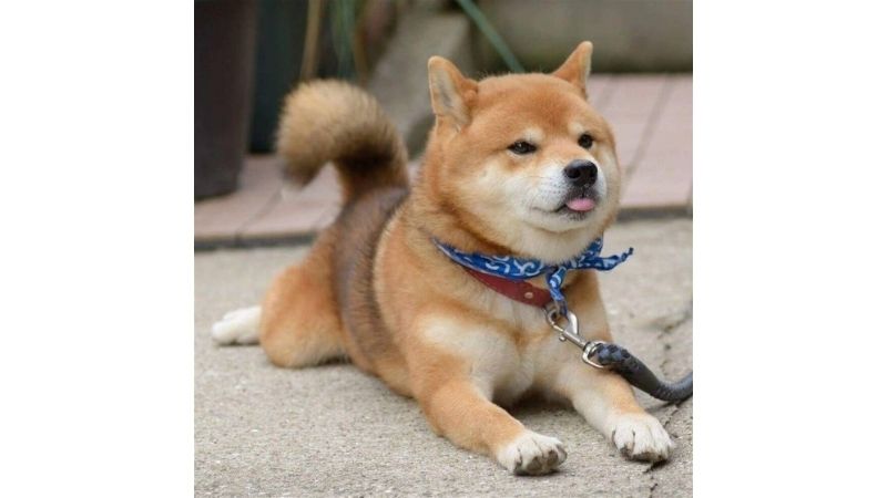 Shiba là giống chó dễ thương của Nhật Bản