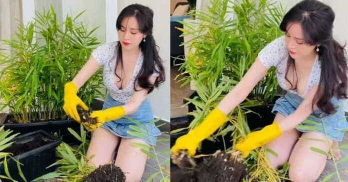 ba-tung-mac-do-goi-cam-thu-hoach-gung-fan-toat-mo-hoi-hot-1 Bà Tưng mặc đồ gợi cảm thu hoạch gừng, làm fan “toát mồ hôi”