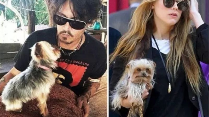 Depp cảm thấy không thuyết phục vì đây là hai chú chó nhỏ chỉ nặng 1,3-1,8kg.