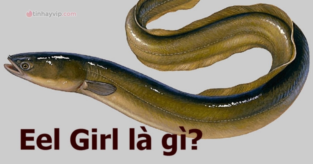 Eel Girl là gì? Vì sao Eel Girl lại gây ám ảnh như thế?
