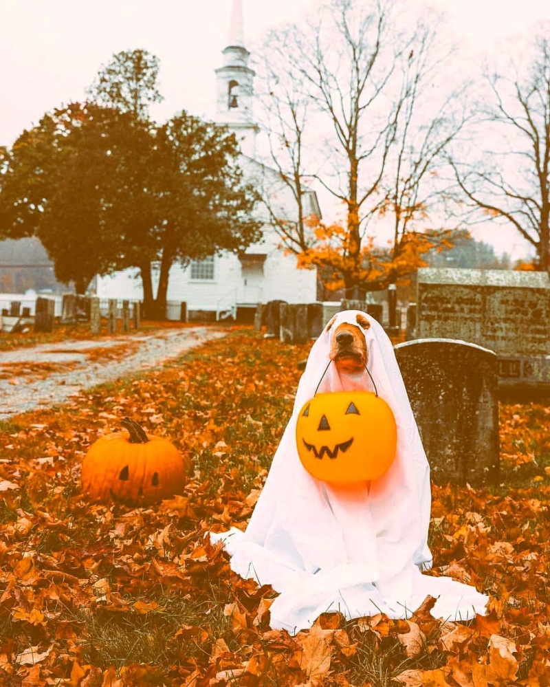 99+ hình nền Halloween đẹp, dễ thương, kinh dị, đáng sợ nhất