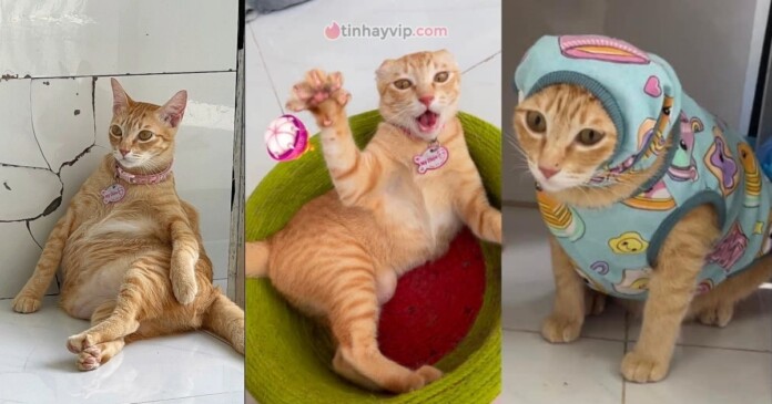meme-my-dieu-05 Mỹ Diệu là gì? Meme Mỹ Diệu bầy hầy hài hước gây sốt