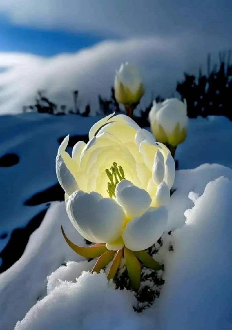 Cận cảnh hoa Thiên Sơn tuyết liên trong truyền thuyết 