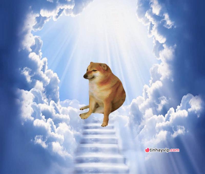 Chó meme Cheems qua đời 2