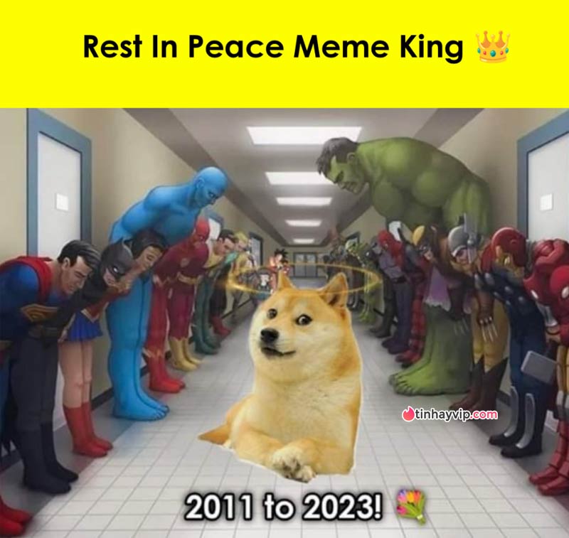 Chó meme Cheems qua đời 5