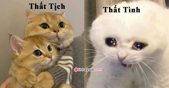 top-anh-che-meme-that-tich-hai-huoc-ba-dao-000 Top ảnh chế meme Thất Tịch hài hước, bá đạo, chất