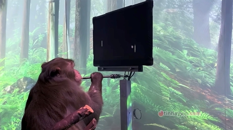 Bí mật về thử nghiệm cấy ghép não lên khỉ do cựu nhân viên Neuralink tiết lộ
