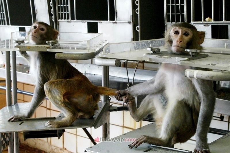 Bí mật về thử nghiệm cấy ghép não lên khỉ do cựu nhân viên Neuralink tiết lộ