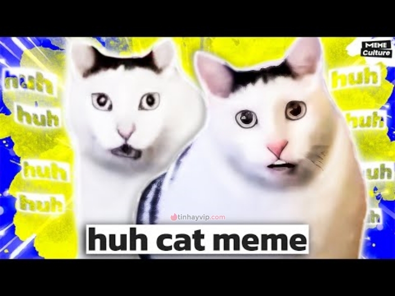Meme Mèo Huh? là gì?
