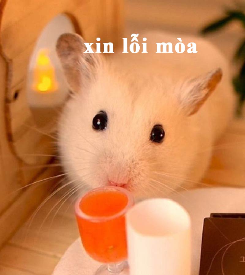 Top ảnh hamster meme cute 22