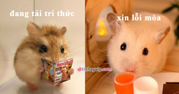 top-99-anh-chuot-hamster-meme-hai-huoc-dang-yeu-000 Top 99+ ảnh chuột hamster meme hài hước, đáng yêu