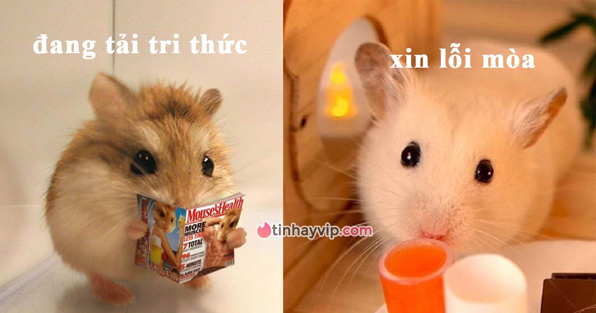 Top 99+ ảnh chuột hamster meme hài hước, đáng yêu