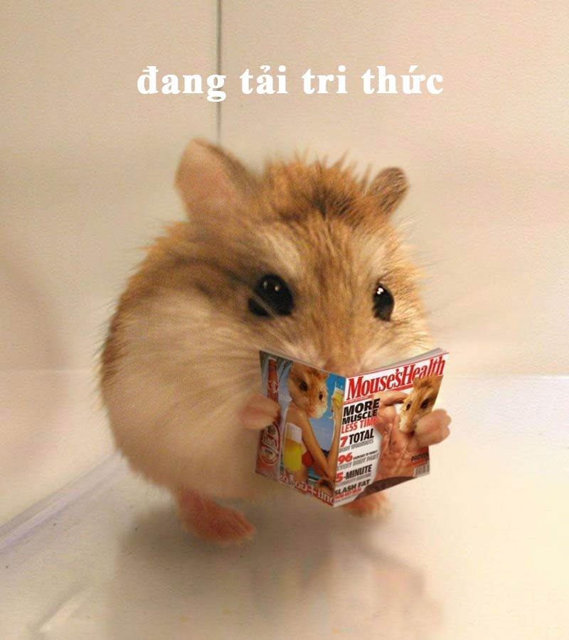 Top ảnh hamster meme cute 21