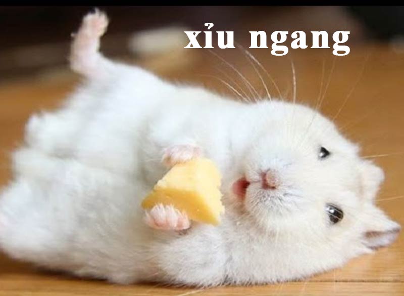 Top ảnh hamster meme cute 7