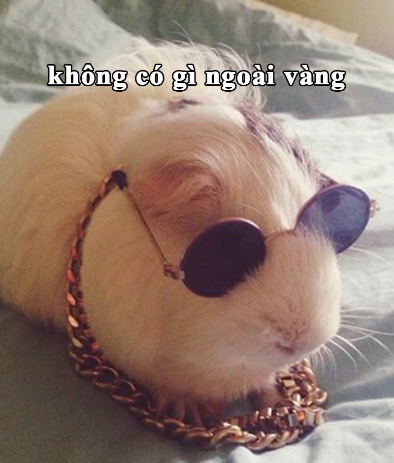Top ảnh hamster meme cute 9