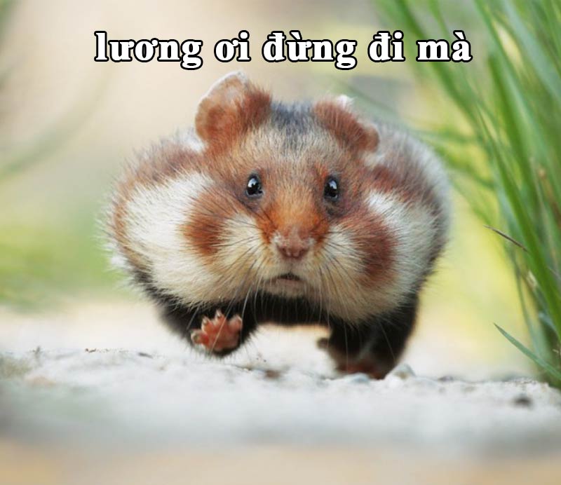 Top ảnh hamster meme cute 5