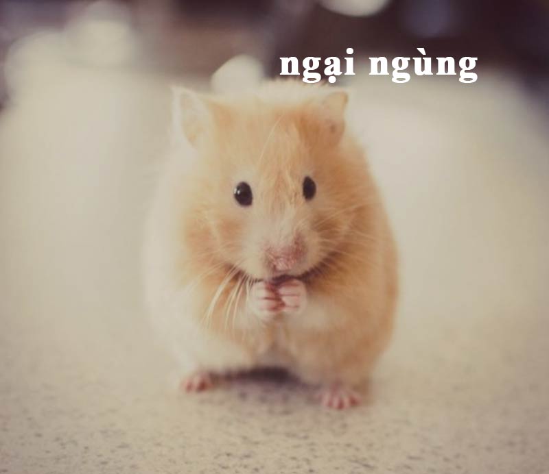 Top ảnh hamster meme cute 4