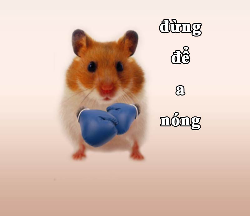 Top ảnh hamster meme cute 3