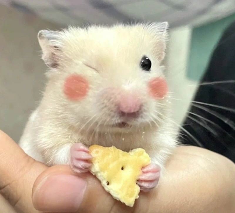 Top ảnh hamster meme cute 16