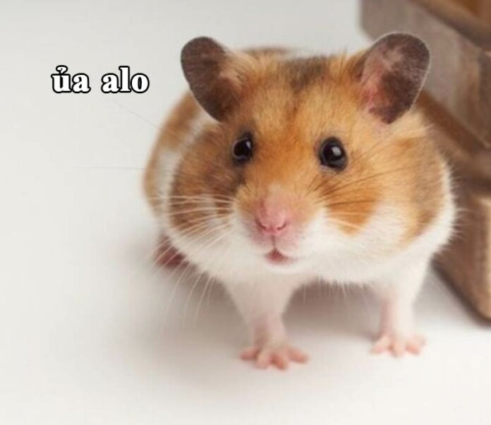 Top 99+ ảnh chuột hamster meme hài hước, đáng yêu