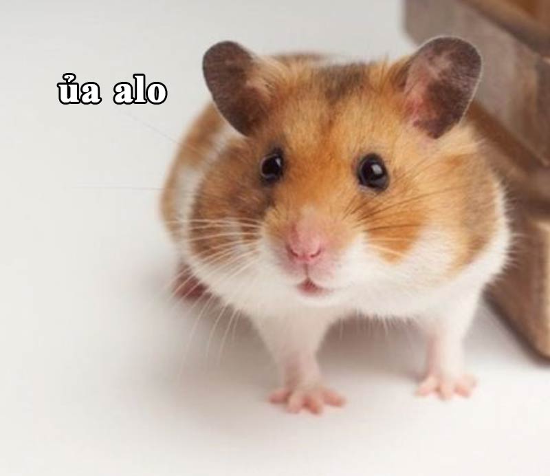 Top ảnh hamster meme cute 2