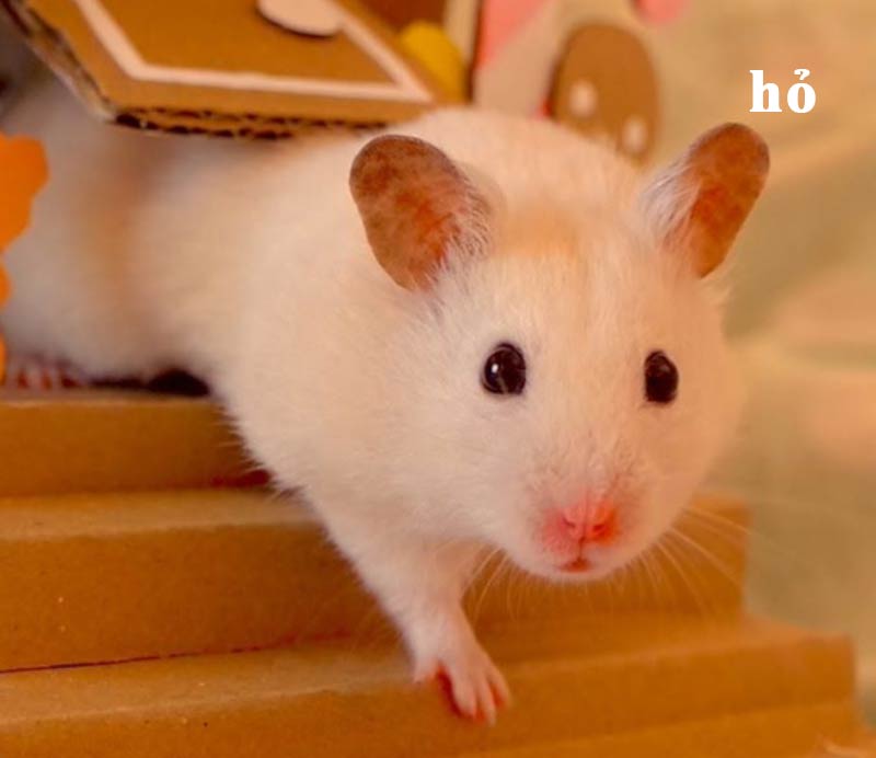 Top ảnh hamster meme cute 1