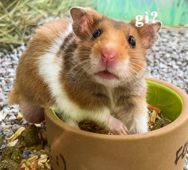 Top ảnh hamster meme cute 17