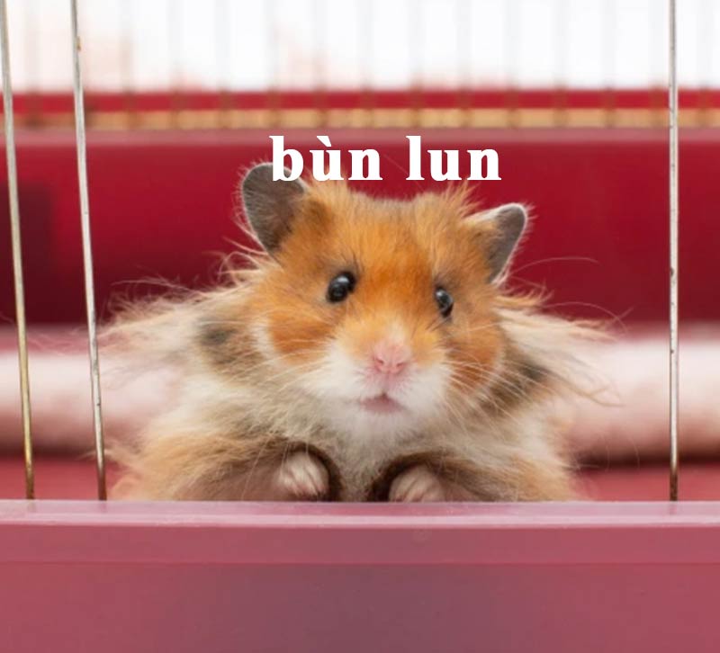 Top ảnh hamster meme cute 18