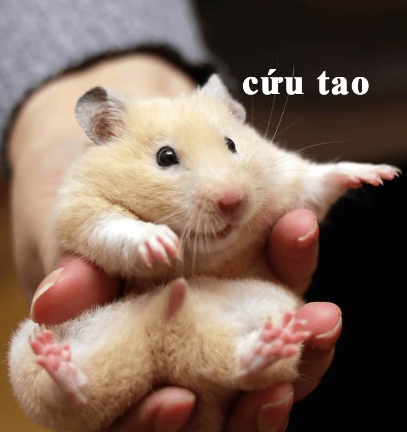 Top ảnh hamster meme cute 19
