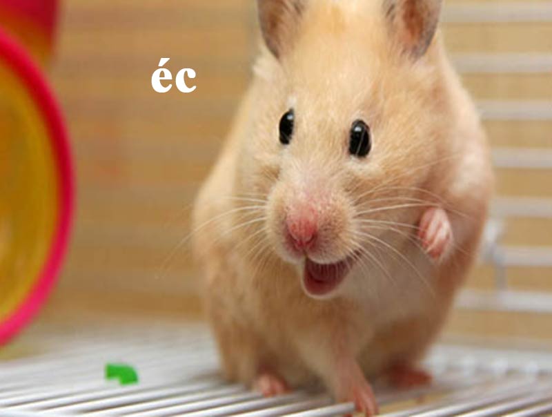 Top ảnh hamster meme cute 20