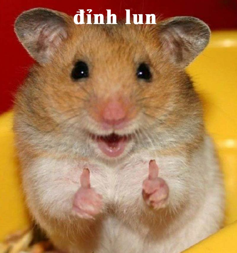 Top ảnh hamster meme cute 11