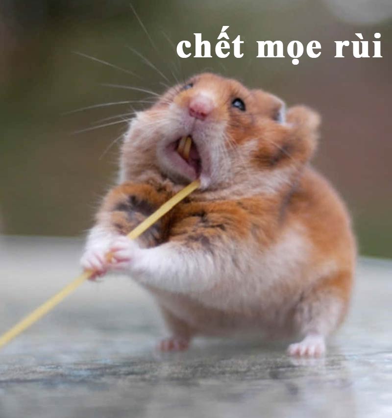 Top ảnh hamster meme cute 12
