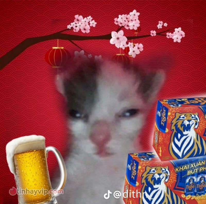 Mèo meme bia rượu